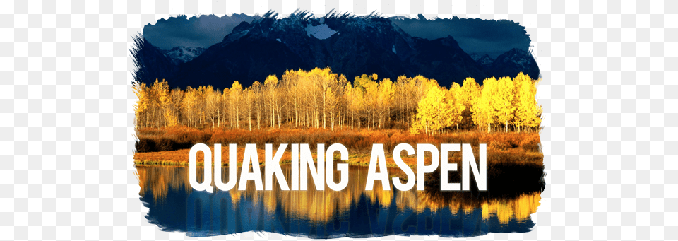 Healthcare Needs A Quaking Aspen Quaking Aspen Utah State Tree, Plant, Scenery, Landscape, Nature Free Png