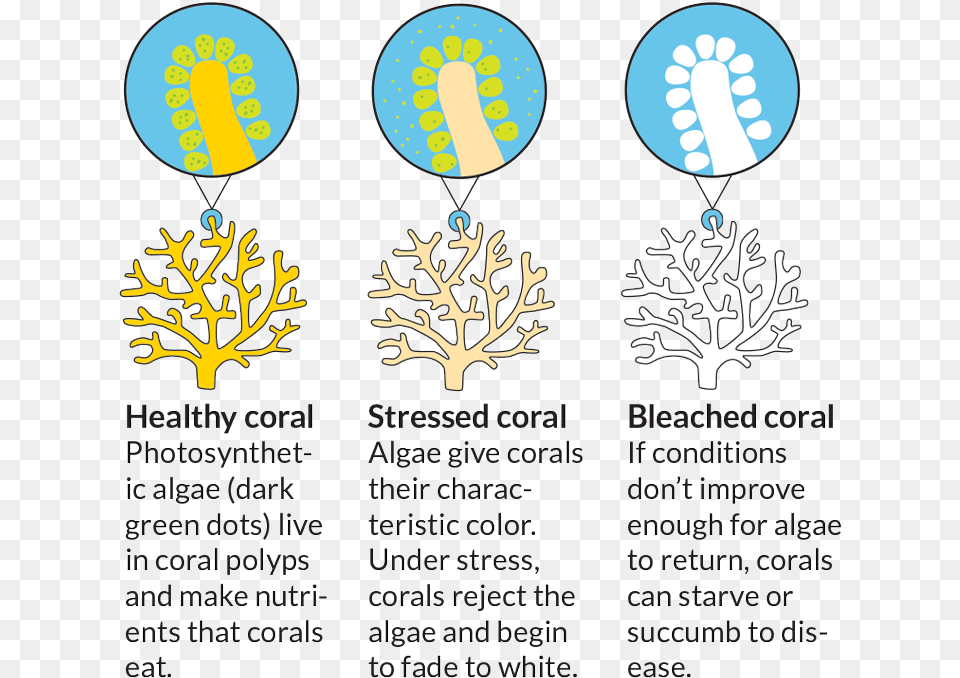 Healthy Coral Stressed Coral Bleached Coral, Accessories, Earring, Jewelry, Nature Free Png