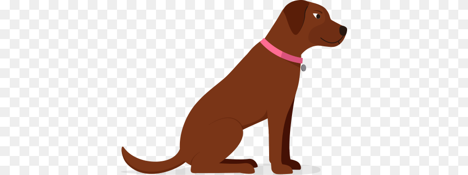 Healthy Dog Cat Food, Animal, Canine, Mammal, Labrador Retriever Free Png