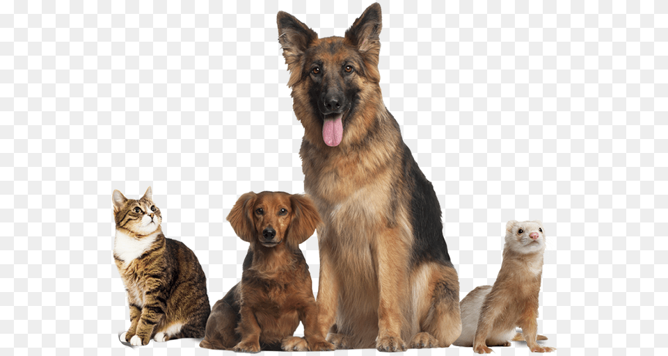Healthy Happy Animals, Animal, Canine, Dog, Mammal Free Png Download