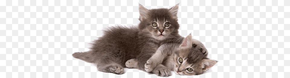 Healthy Kitten Guide Cat And Kittens, Animal, Mammal, Pet, Manx Png