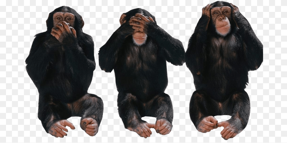 Hear No Evil Blind Deaf Dumb Monkeys, Animal, Ape, Mammal, Wildlife Free Transparent Png
