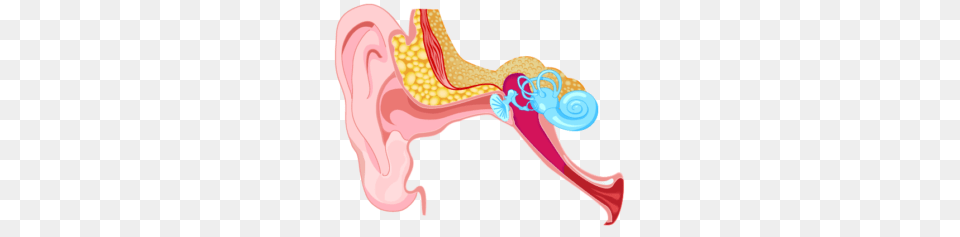 Hearing Health Your Hearing Network, Body Part, Ear, Smoke Pipe Free Png