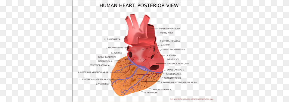 Heart Clothing, Glove Free Transparent Png