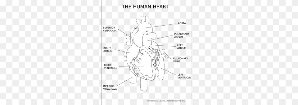Heart Body Part, Hand, Person, Art Free Transparent Png