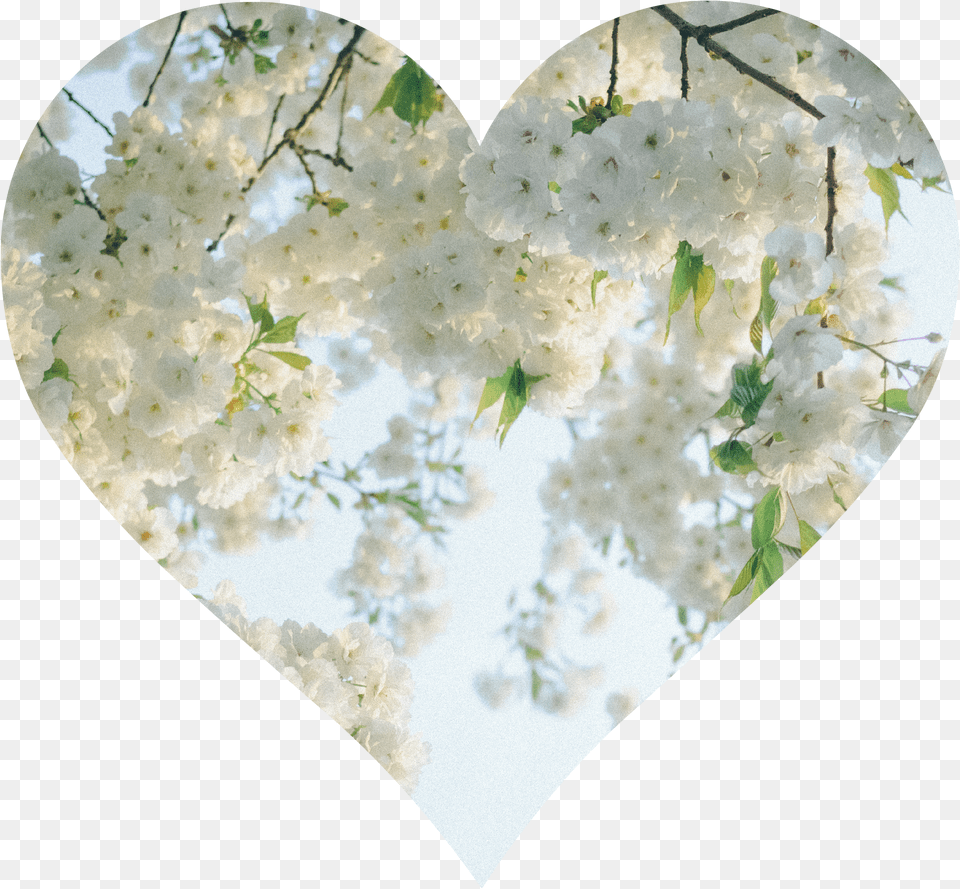 Heart Png Image