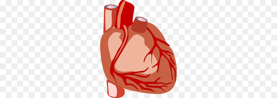 Heart Food, Meat, Pork, Ammunition Free Transparent Png