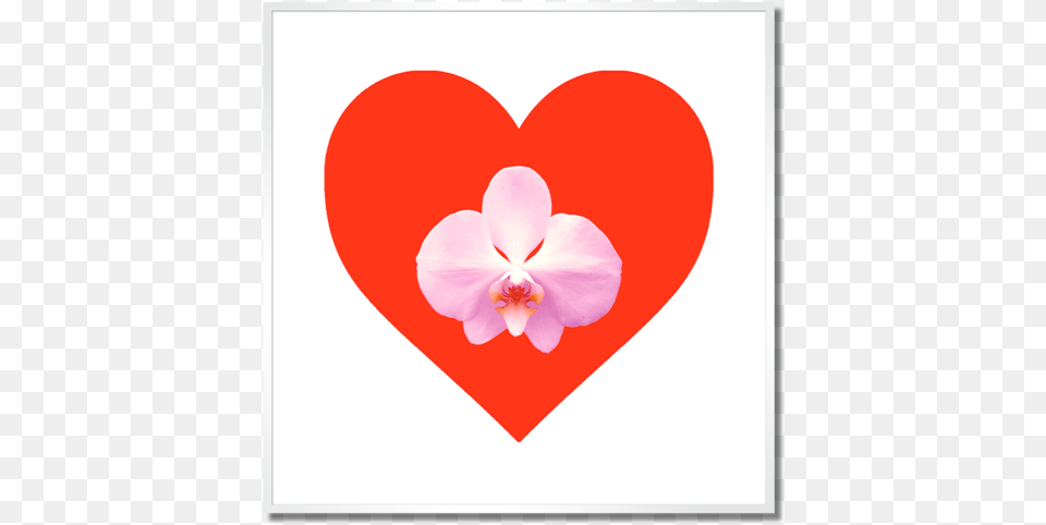 Heart, Flower, Plant, Petal Png