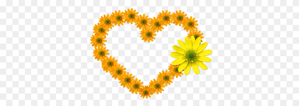 Heart Daisy, Flower, Petal, Plant Png