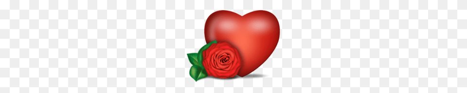 Heart, Rose, Plant, Flower, Petal Png