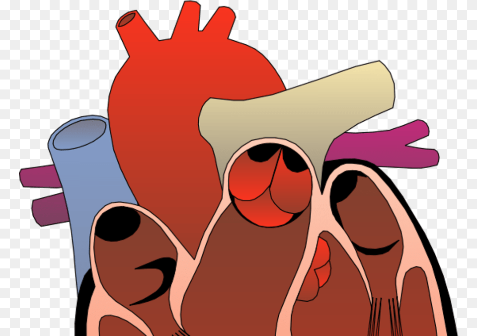 Heart Anatomy Cartoon Jingfm Pathway Of Blood Through The Heart List, Cap, Clothing, Hat, Accessories Png