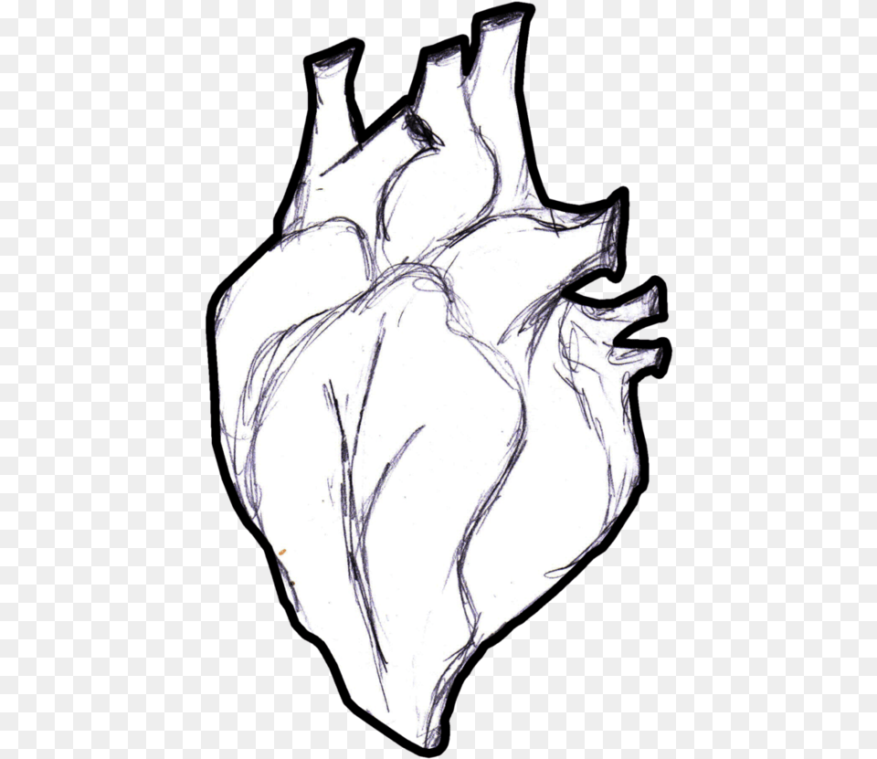 Heart Anatomy Coloring Book Human Body Real Life Heart Drawing, Animal, Seashell, Sea Life, Invertebrate Free Transparent Png