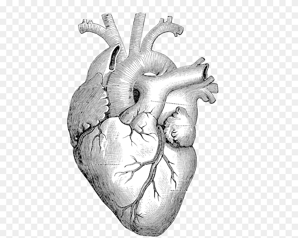 Heart Anatomy Drawing, Art, Baby, Person Free Transparent Png