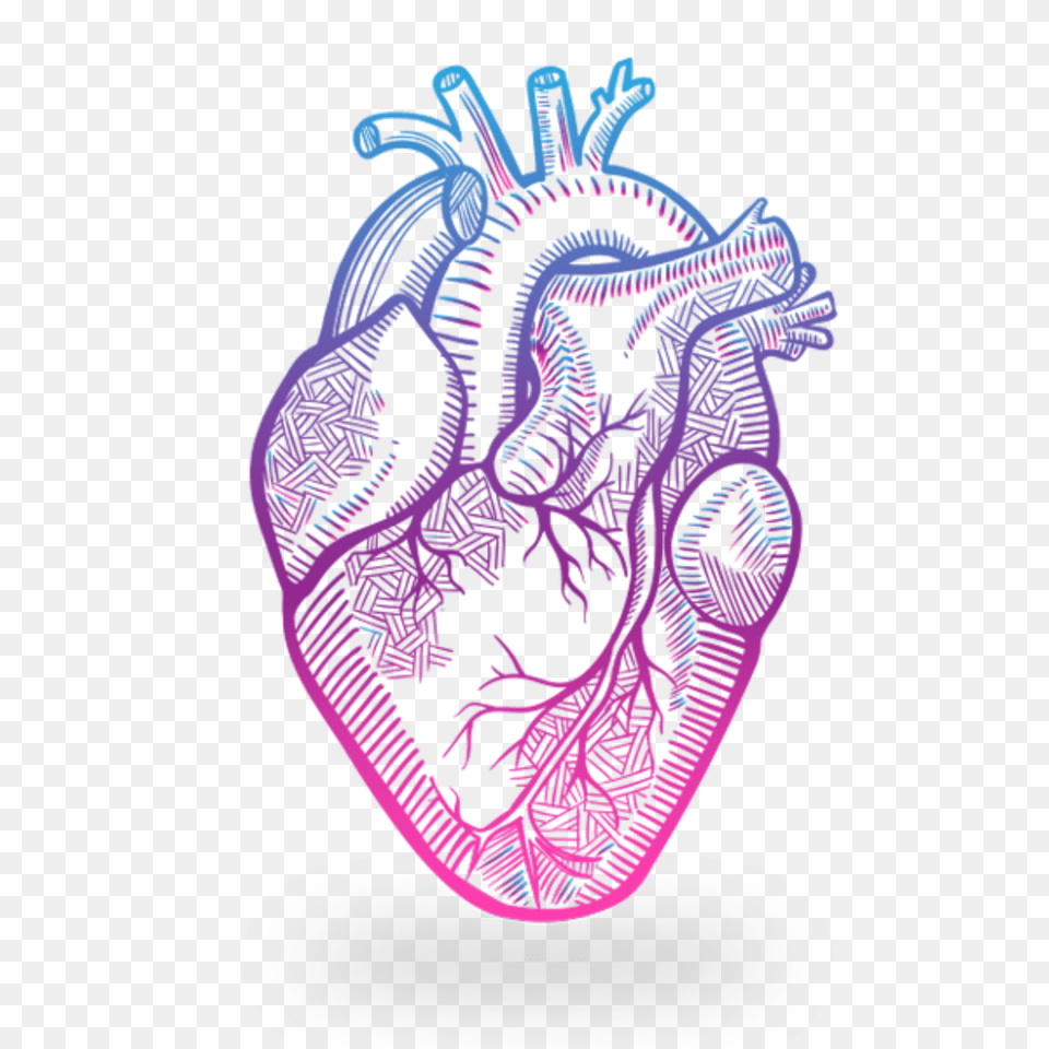 Heart Anatomy Drawing Nehru Love Garden, Purple, Animal, Nature, Outdoors Free Transparent Png