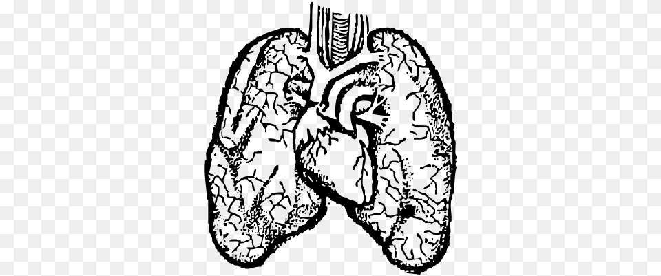 Heart And Lung Drawing Of Lungs In Body, Gray Png Image