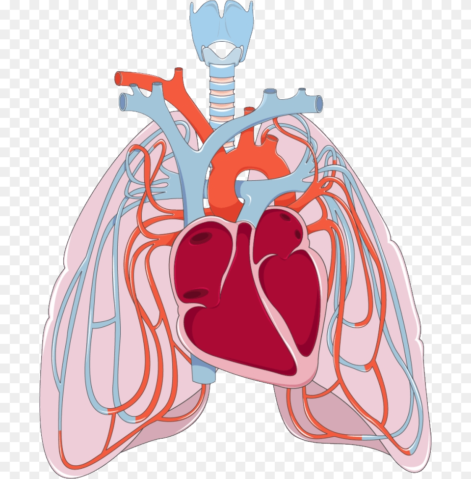 Heart And Lungs Clipart Heart And Lungs Transparent, Face, Head, Person Free Png Download