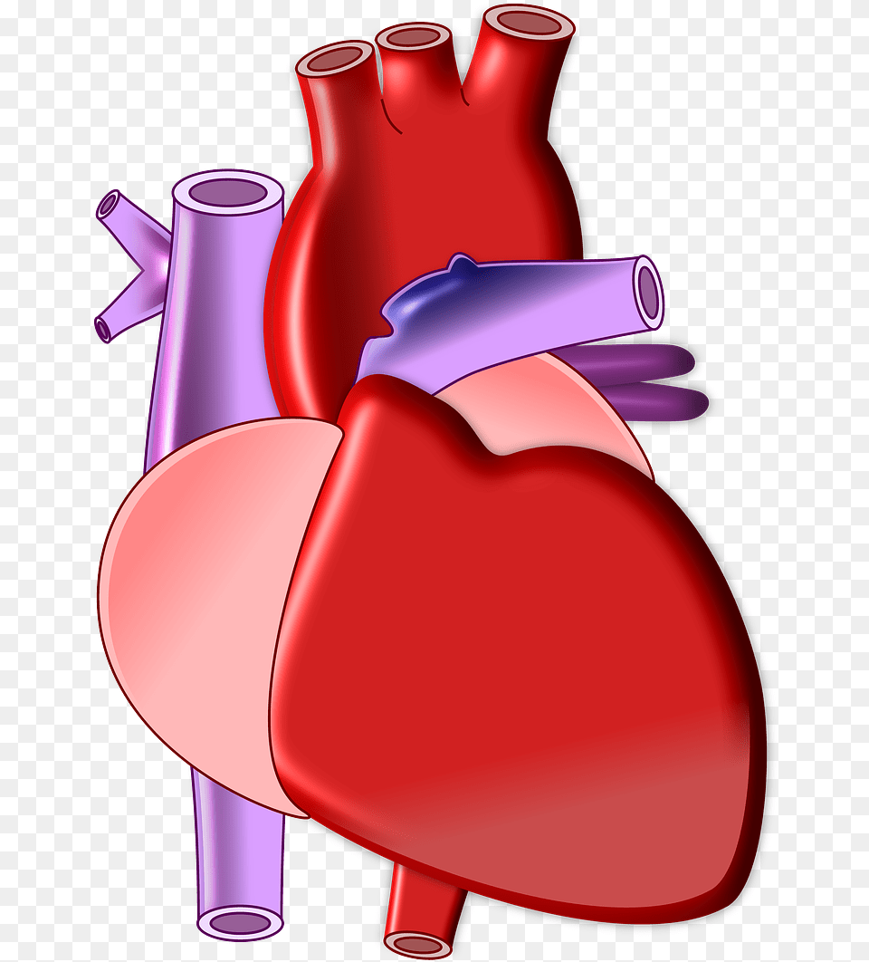 Heart Biology Organ Heart Biology, Food, Ketchup Png Image