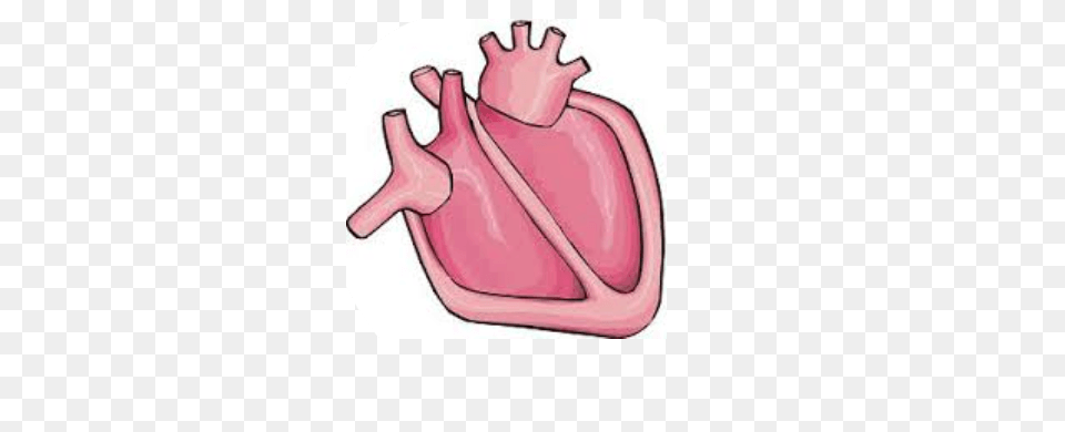 Heart Body Cliparts Free Png