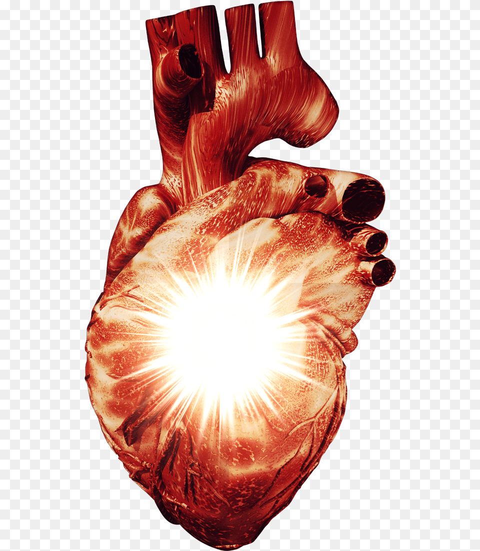 Heart Cardiology, Flare, Light, Person Free Png Download