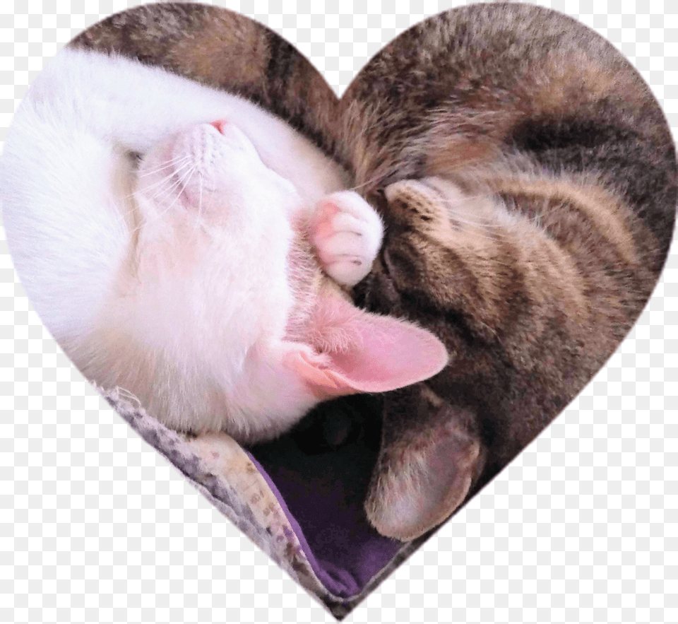 Heart Cats Sleeping, Person, Animal, Cat, Mammal Free Png Download