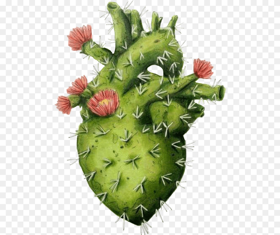 Heart Coeur Cactus Fleurs Fleur Flowers Vert Cuore Cactus, Plant Free Png
