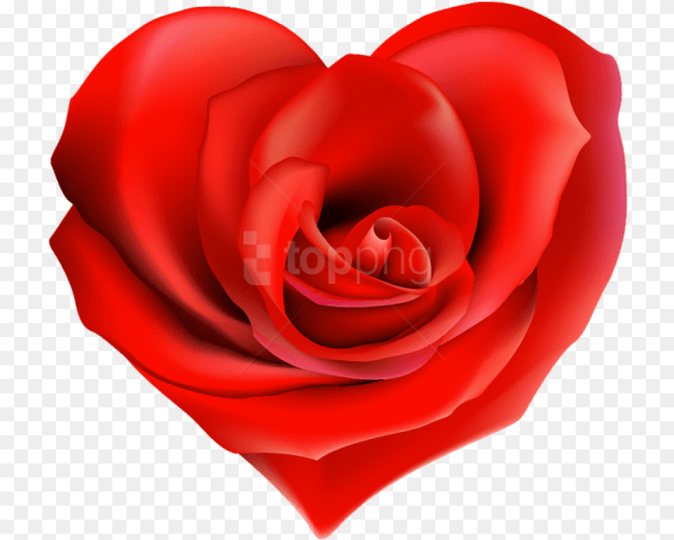 Heart Decorations Heart Images Heart Pictures Hearts Transparent Hearts And Roses, Flower, Petal, Plant, Rose Free Png Download