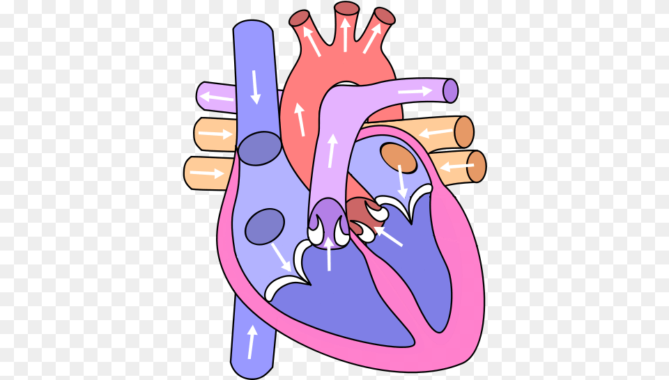 Heart Diagram Clipart Circulatory System Heart Drawing, Purple, Dynamite, Weapon Free Png