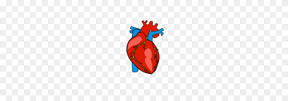 Heart Diagram Human Anatomy Drawing, Baby, Person Png Image