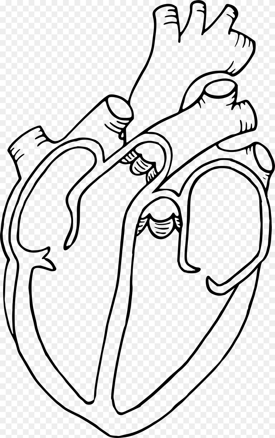 Heart Diagram Library Heart Diagram Clipart, Gray Png Image