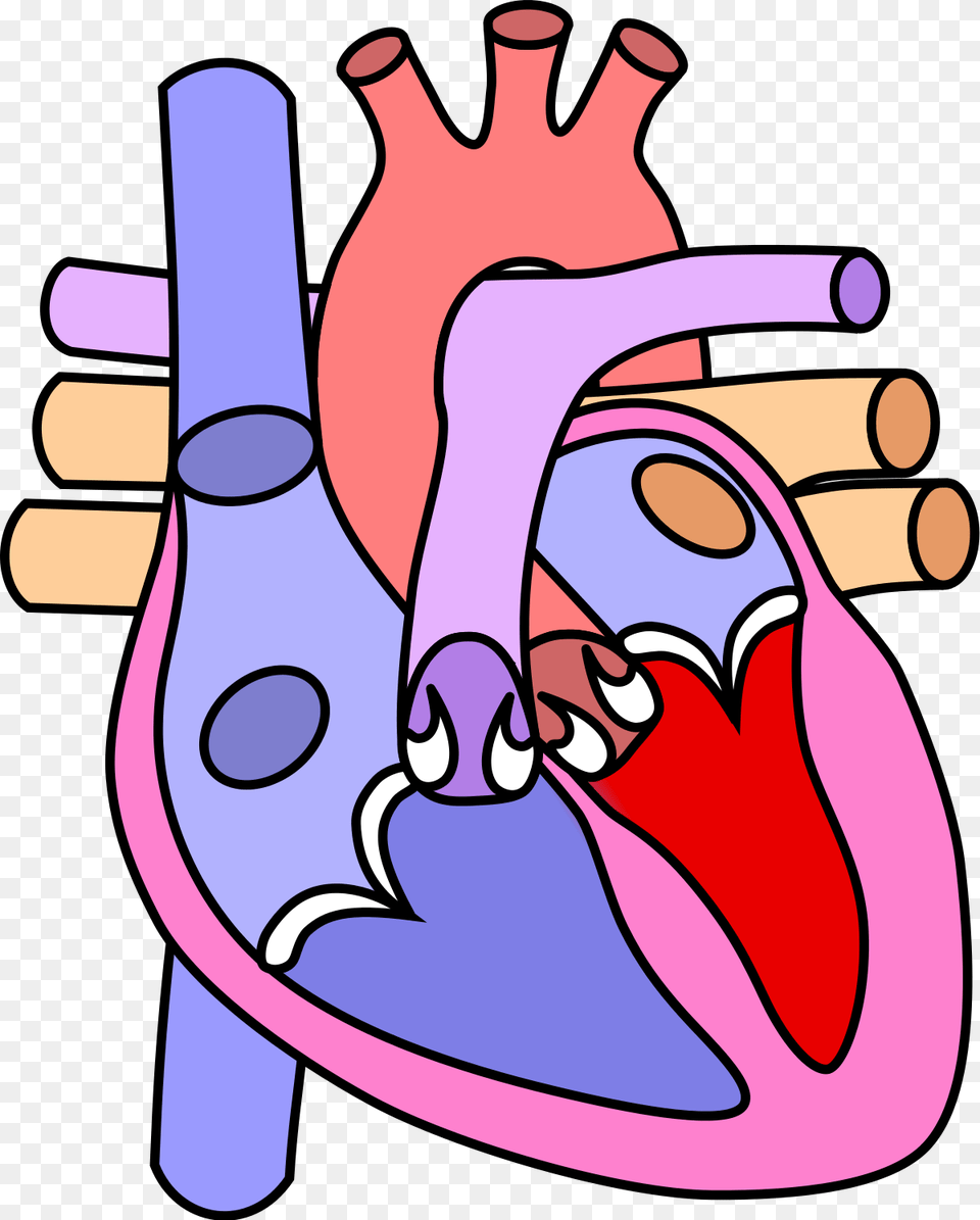 Heart Diagram Without Labelling, Baby, Person Png Image