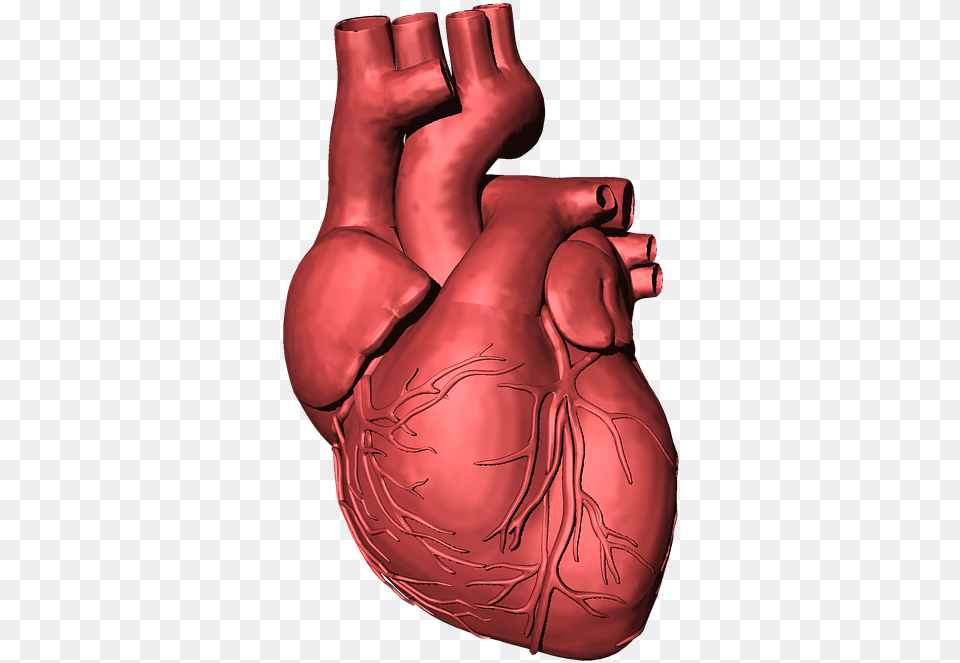 Heart Disease Background, Body Part, Stomach, Finger, Hand Free Transparent Png