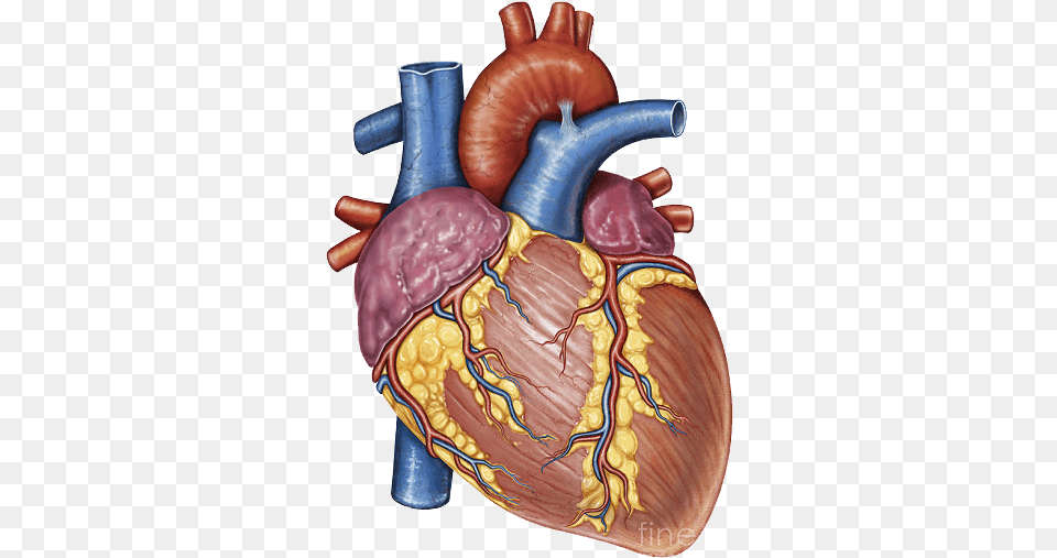 Heart Gross Anatomy Human Body Ductus Arteriosus Ligamentum Arteriosum, Body Part, Stomach, Pottery, Smoke Pipe Free Transparent Png