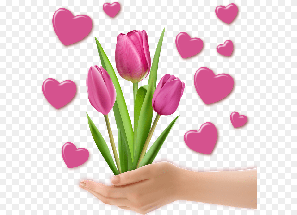 Heart Hands Tulip, Flower, Plant, Petal Free Png