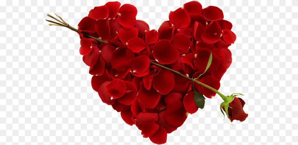 Heart Hd Images Download Artistic Joyful My Husband Is My Life, Flower, Geranium, Petal, Plant Free Png