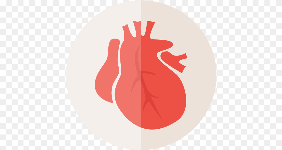 Heart Healthcare And Medical Organ Heart Free Transparent Png