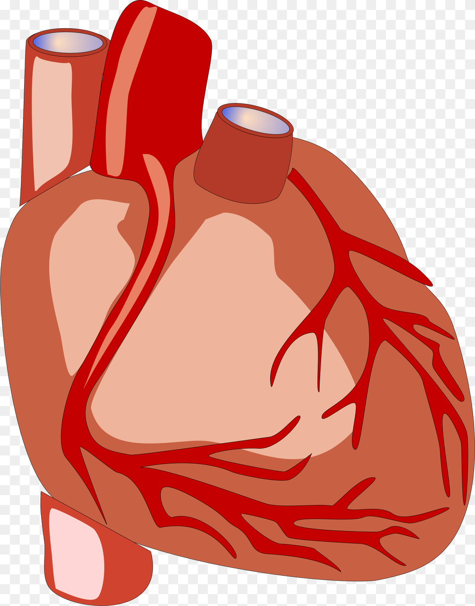 Heart Human Anatomy Human Heart Clipart, Food, Meat, Pork, Ham Free Png