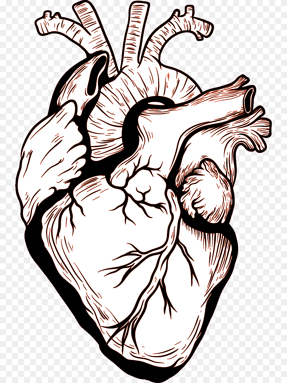 Heart Human Body Drawing Heart Organ Vector, Body Part, Hand, Person, Baby Free Png Download