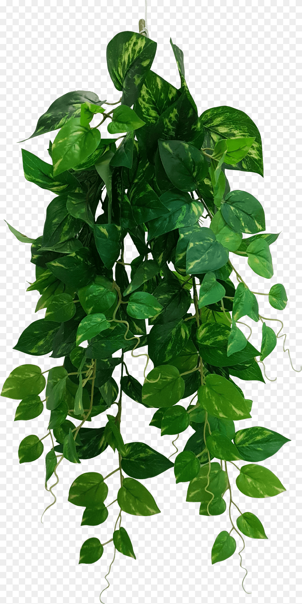 Heart Leaf Philodendron Hanging Creeper Bush Devils Ivy 73cm Heart Leaf Philodendron Png Image