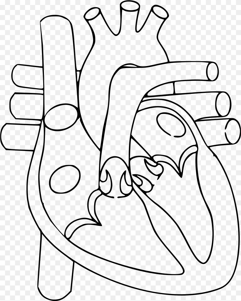Heart Line Drawing Clip Art Heart Diagram Not Labelled, Gray Png Image