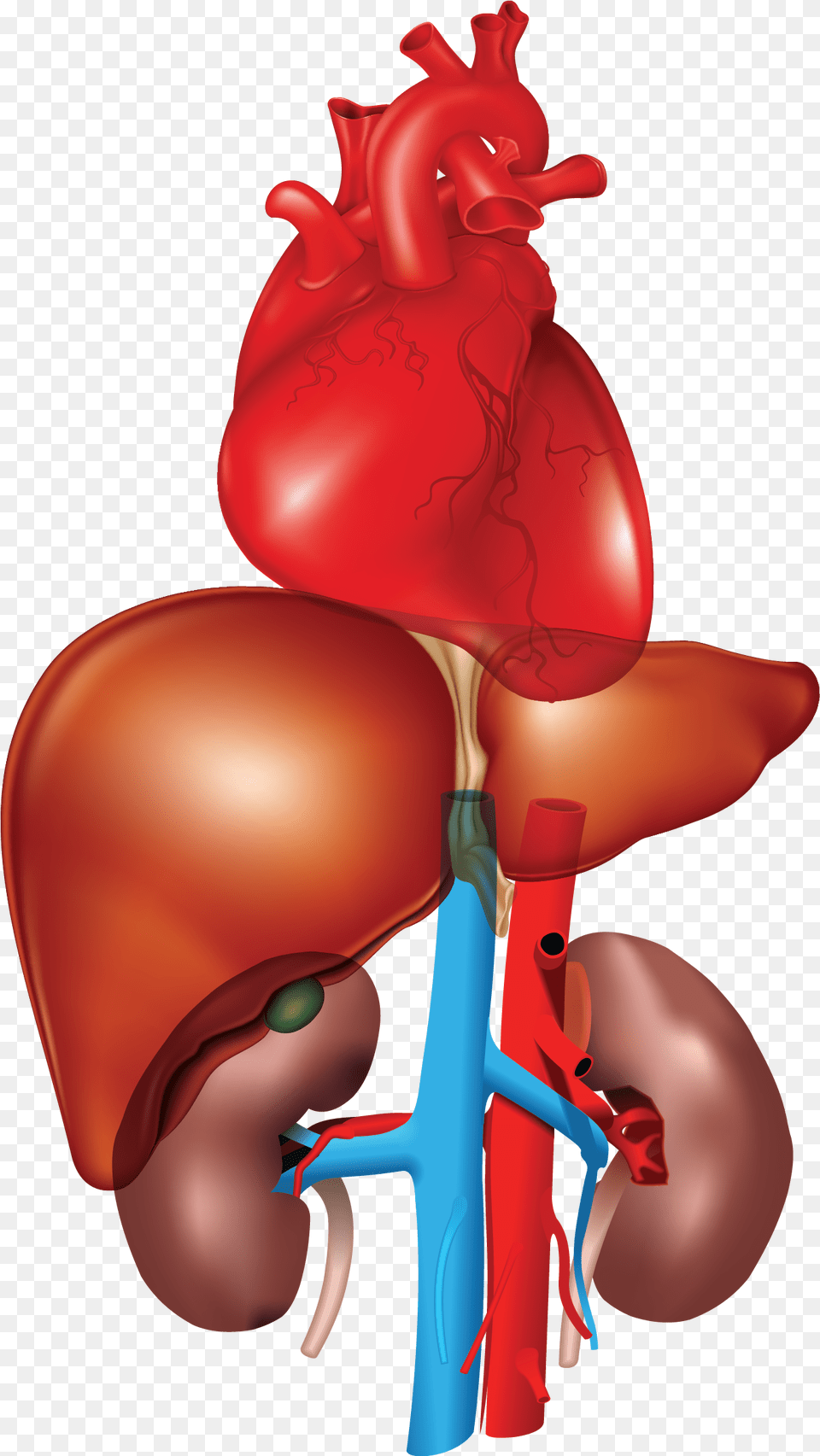 Heart Liver Kidney Kidney Liver And Heart, Body Part, Face, Head, Neck Free Transparent Png