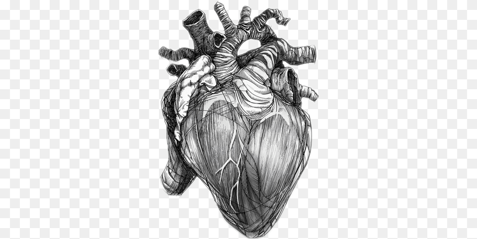 Heart Love Realistic Freetoedit Anatomical Heart Of Stone, Art, Drawing, Person, Skin Free Png Download