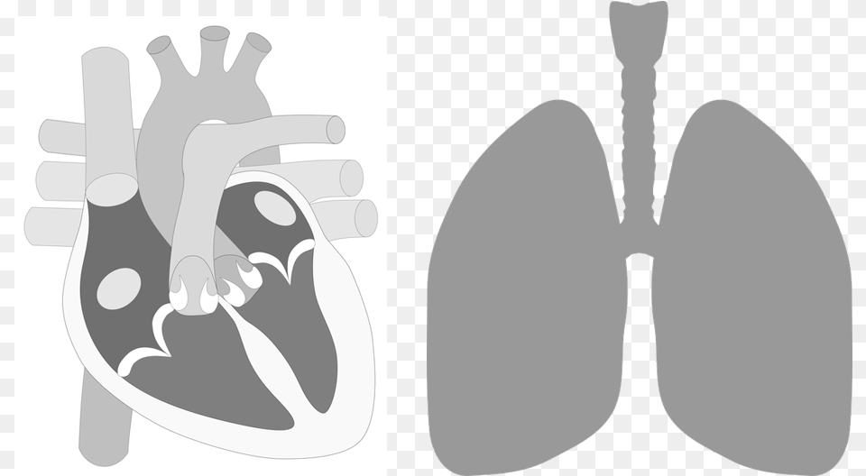 Heart Lung Human Heart Parts, Ct Scan, Smoke Pipe Free Transparent Png