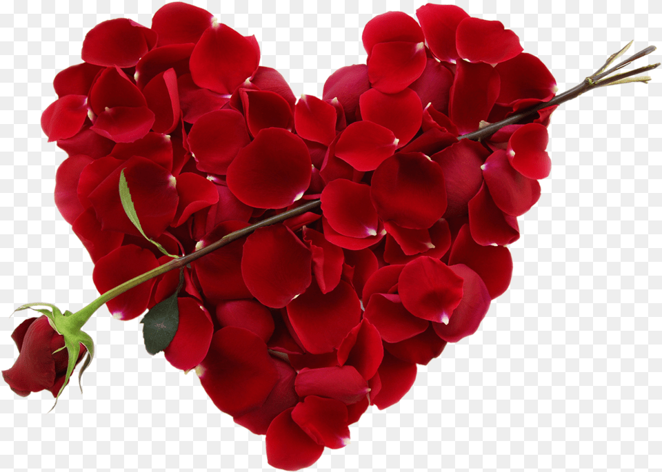 Heart Making With Rose Petal Hearts For Valentine39s Day, Flower, Geranium, Plant Png Image