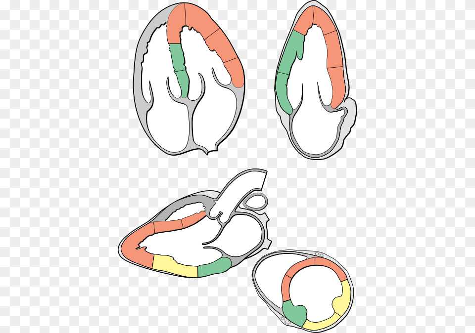 Heart Myocardial Segments For Echo, Animal, Kangaroo, Mammal Free Png Download