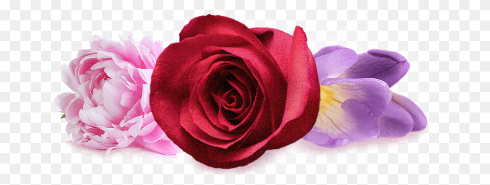Heart Note Garden Roses, Flower, Plant, Rose, Petal Png