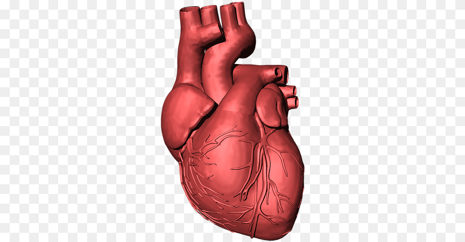 Heart Organ 5 3d Human Heart, Body Part, Stomach, Finger, Hand Free Transparent Png