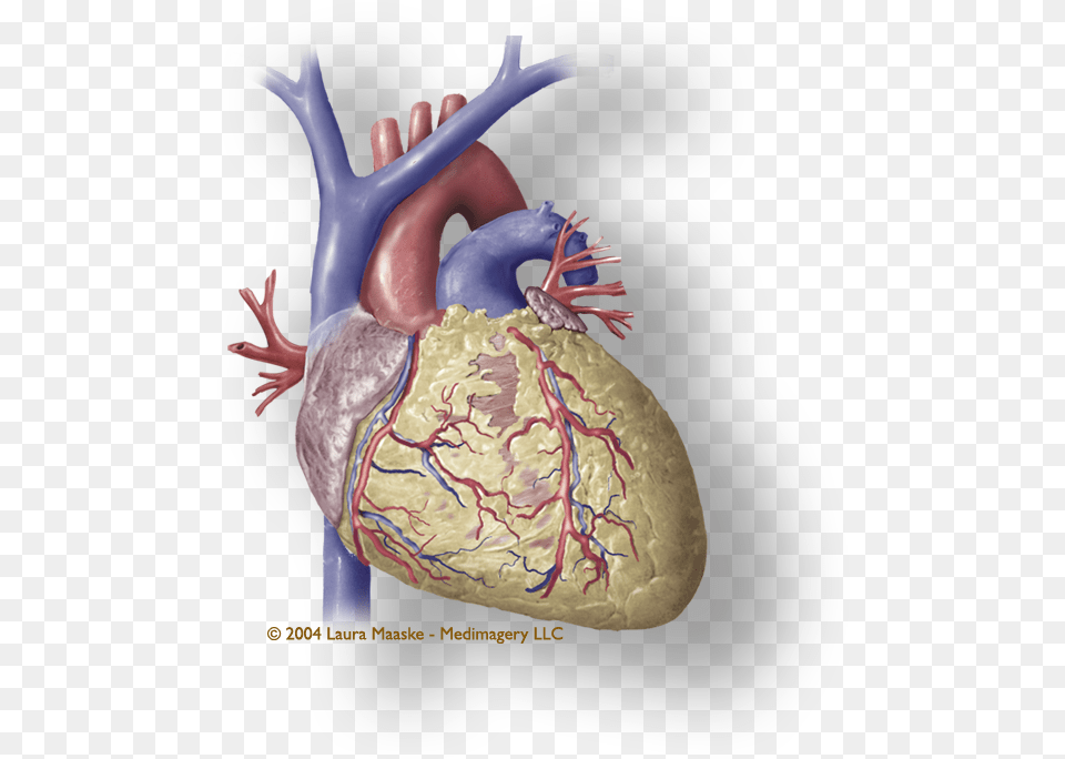 Heart Organ Heart Muscle Illustration Heart Muscle Png Image