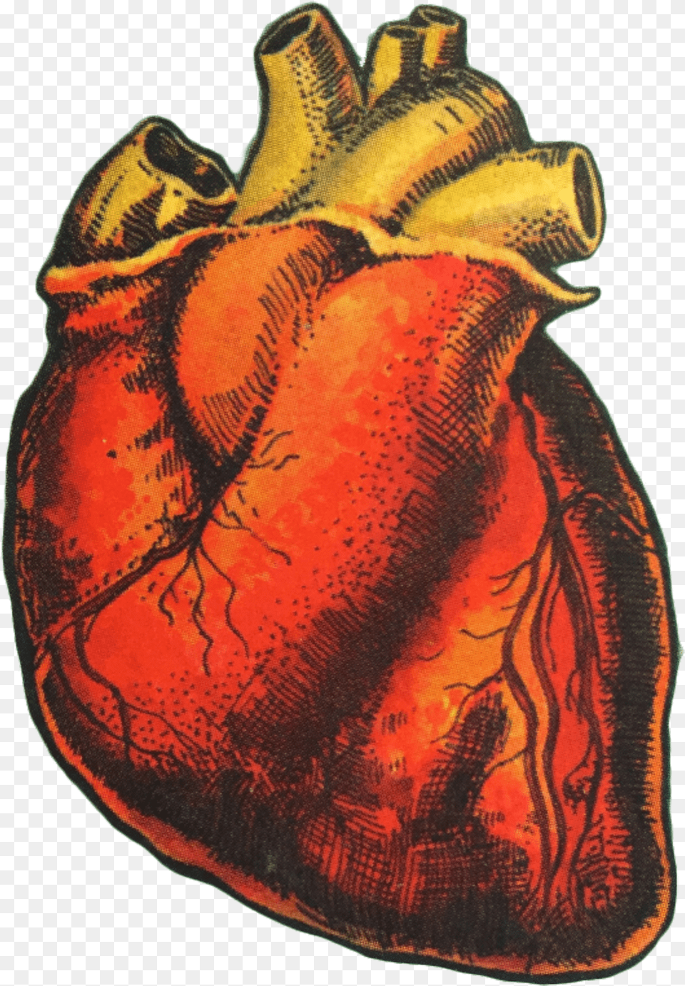Heart Organ Humanheart Art Drawing Love Aesthetic Human Heart Aesthetic, Animal, Invertebrate, Sea Life, Seashell Free Transparent Png