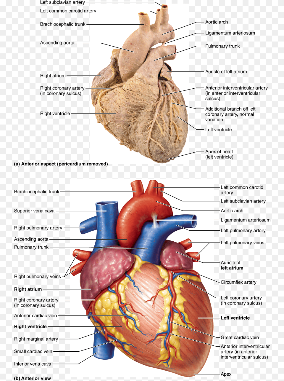 Heart Organ Structure Of The Heart Inside The Human Free Png Download