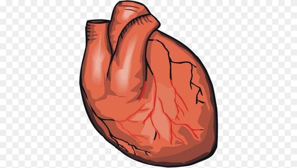 Heart Real Heart Cartoon Transparent, Baseball, Baseball Glove, Clothing, Glove Free Png Download